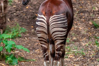 Wild Life Drawing Online: Okapis