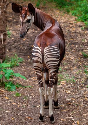 Wild Life Drawing Online: Okapis