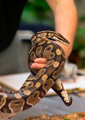 Wild Life Drawing: Dream Animals