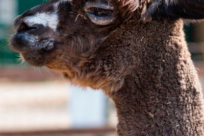 Wild Life Drawing: Alpacas