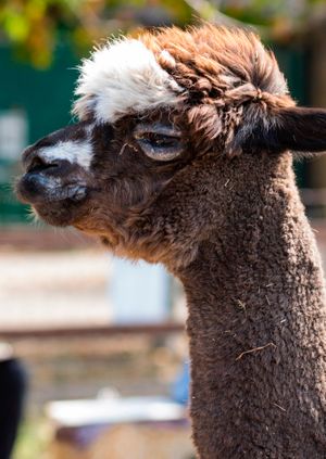 Wild Life Drawing: Alpacas