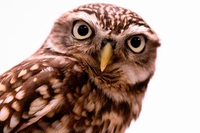 Wild Life Drawing: Owls