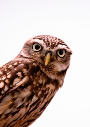 Wild Life Drawing: Owls