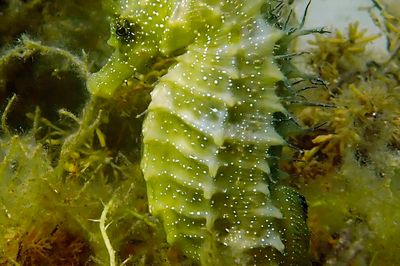 Wild Life Drawing Online: Seahorses