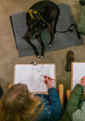 Wild Life Drawing: Sighthound Special