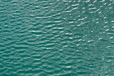 Wild Life Drawing Online: Mindful Mark-making