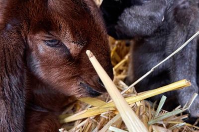 Wild Life Drawing: Farmyard Tour