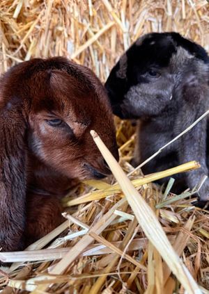 Wild Life Drawing: Farmyard Tour