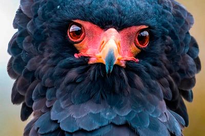 Wild Life Drawing Online: Eagles (live)