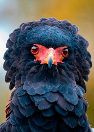 Wild Life Drawing Online: Eagles (live)