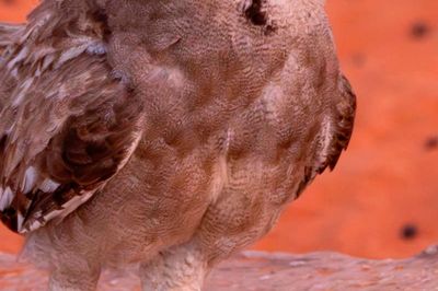 Wild Life Drawing: Sketch the Savannah