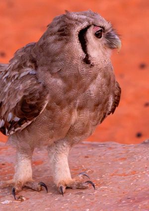 Wild Life Drawing: Sketch the Savannah