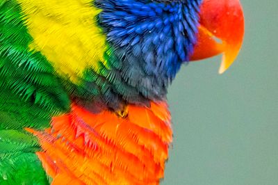 Wild Life Drawing: Parrots