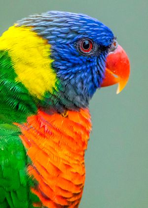 Wild Life Drawing: Parrots