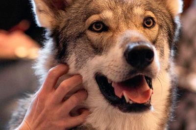 Wild Life Drawing: Wolves