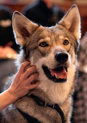 Wild Life Drawing: Wolves