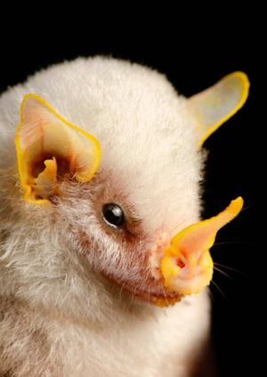 Wild Life Drawing Online: Bats