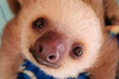 Wild Life Drawing Online: Baby Sloths &amp; Friends (Live)