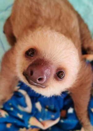 Wild Life Drawing Online: Baby Sloths &amp; Friends (Live)