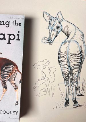 Wild Life Drawing Recording: Okapis