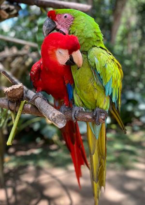 Wild Life Drawing Online: Macaws (Live)