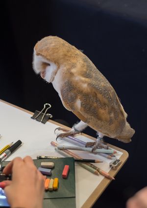 Wild Life Drawing: Owls