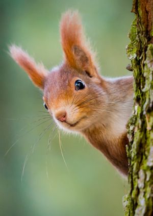 Wild Life Drawing Online: Red Squirrels
