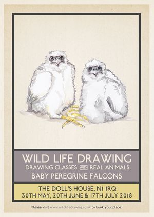 Wild Life Drawing: Baby Peregrine Falcons #2