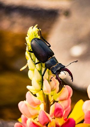 Wild Life Drawing Online: Stag Beetles