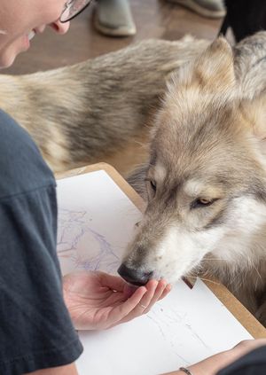 Wild Life Drawing: Wolves