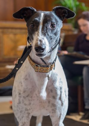 Wild Life Drawing: Greyhounds