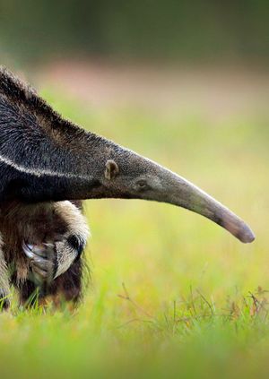 Wild Life Drawing Online: Giant Anteaters