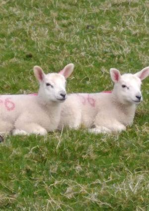 Farm Experience with bottle feeding lambs