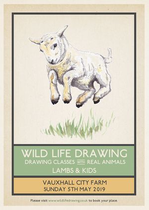Wild Life Drawing: Lambs & Kids