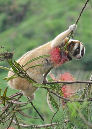 Wild Life Drawing Online: Slow Lorises