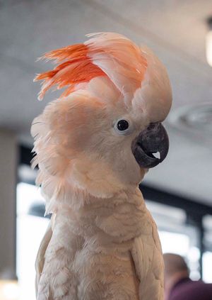 Wild Life Drawing: Parrots