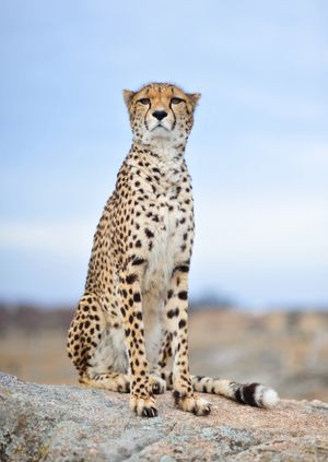 Wild Life Drawing Online: Cheetahs (Live)