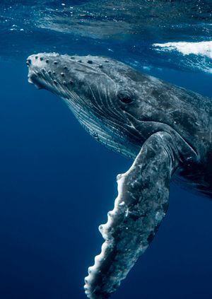Wild Life Drawing Online: Humpback Whales