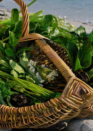 'Come Forage with Me!'  An interactive foray into the world of Pembrokeshire's Wild Food