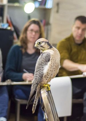 Wild Life Drawing: Birds Of Prey