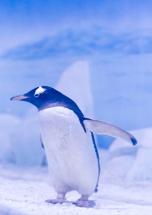 Wild Life Drawing: Gentoo Penguins