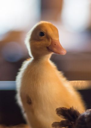 Wild Life Drawing: Chicks and Ducklings