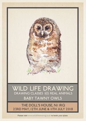 Wild Life Drawing: Baby Tawny Owls #2