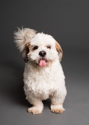 The Cultural Significance of Dog Licking Feet: A Look at Different Beliefs and Practices Across the World