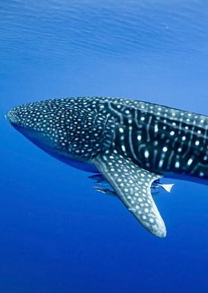 Wild Life Drawing Online: Whale Sharks