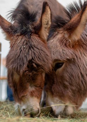 Wild Life Drawing: Miniature Donkeys