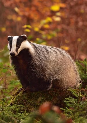 Wild Life Drawing Online: Badgers