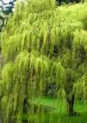 Admisssion to Stanbridge Mill