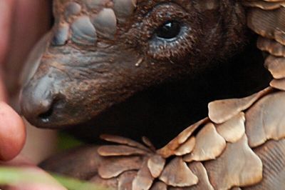 Wild Life Drawing Online: Pangolins