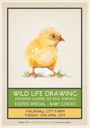 Wild Life Drawing: Baby Chicks